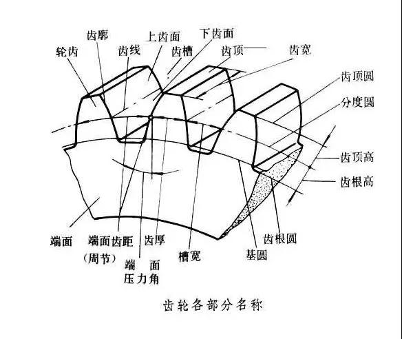 齿轮的基本介绍 | 安维士